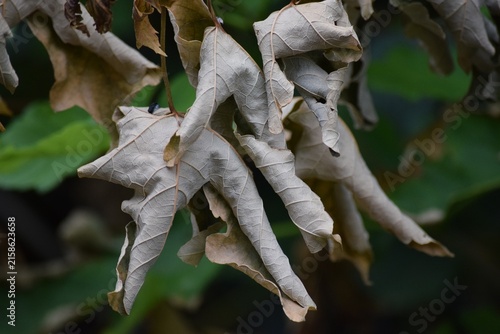 curled Leaves
