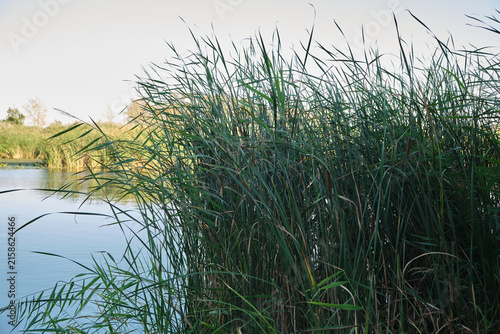 Lush green reeds and cattails growing densely along calm lake shoreline under soft daylight sky views.
