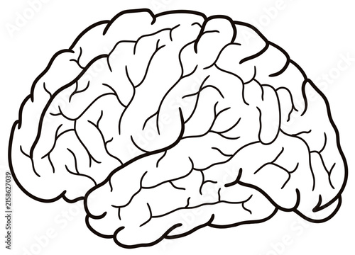 Fotografía human brain anatomy