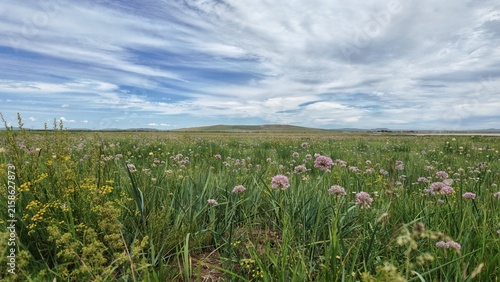 Summer prairie scenery, wild stellera chamaejasme on vast meadow
