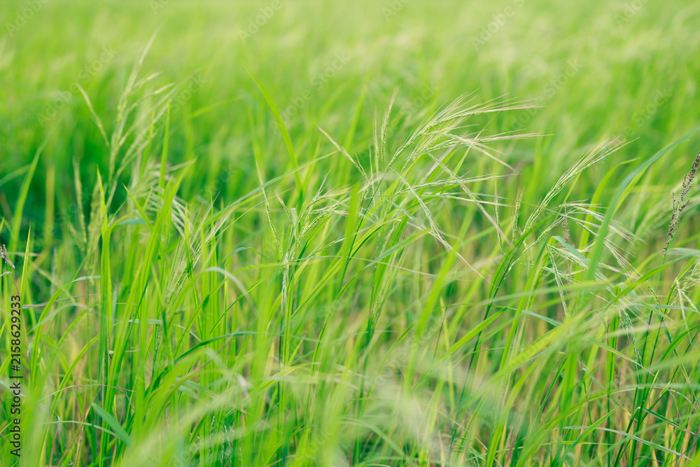 Fototapeta premium Weedy rice growing among green rice plants in a paddy field, highlighting an important agricultural weed that can compete with rice crops and reduce yield
