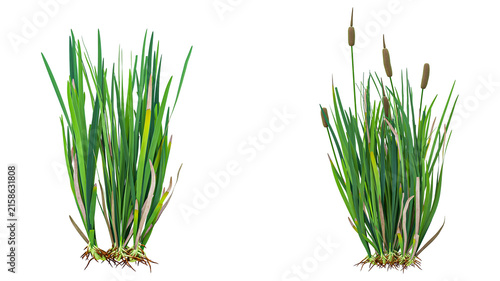Foto Green cattail plant isolated on transparent background ready for easy placement in various design projects for natural outdoor scenes