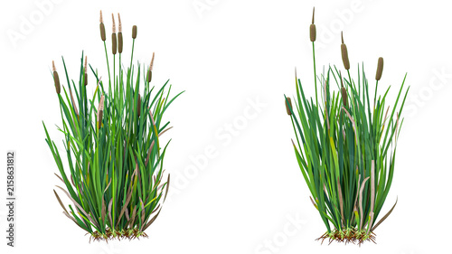 фотографія Lush green cattail plants with prominent brown flower spikes isolated on transparent background ideal for realistic digital environments