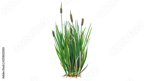 Bild auf Leinwand Minimalist cattail plant cluster featuring sparse green leaves and tall brown spikes isolated on transparent background for natural element integration