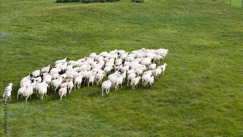 Flock of sheep grazing on Xilingol Grassland, Inner Mongolia
