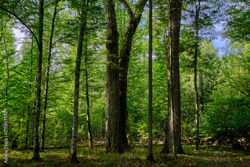 Obraz na plátně Bialowieza forest old growth trees wilderness