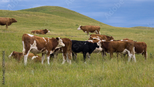 Herds of cattle grazing and resting on the vast grassland.