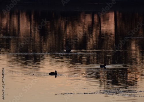 calm, atmospheric Lake scene at golden Hour