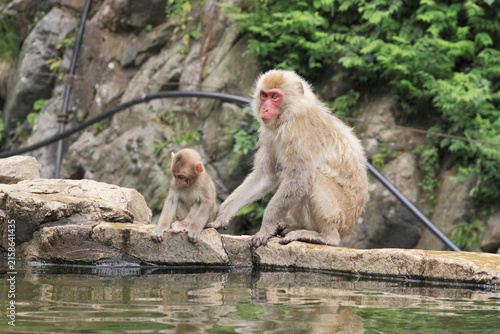 地獄谷温泉のニホンザルの親子