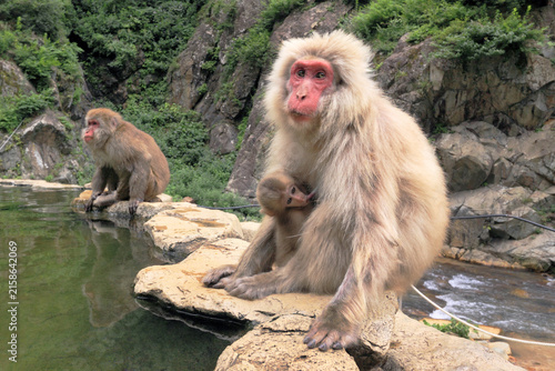 地獄谷温泉のニホンザル