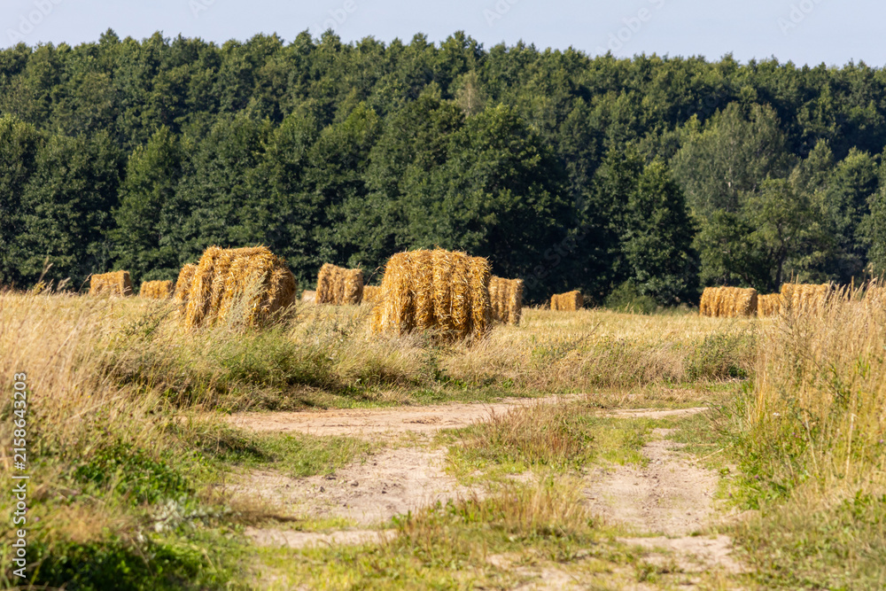 Naklejka premium Golden Hay Bales in Harvested Field with Forest Background and Dirt Path
