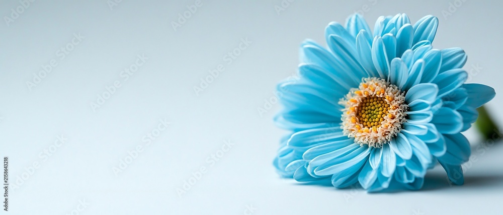 Obraz premium Radiant blue daisy