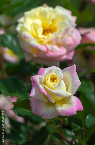 Beautiful roses have bloomed. Wonderful flowers that always delight the eye.