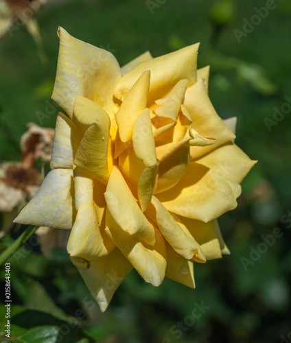 Beautiful yellow roses have bloomed. Wonderful fragrant flowers that are always a delight to the eye.