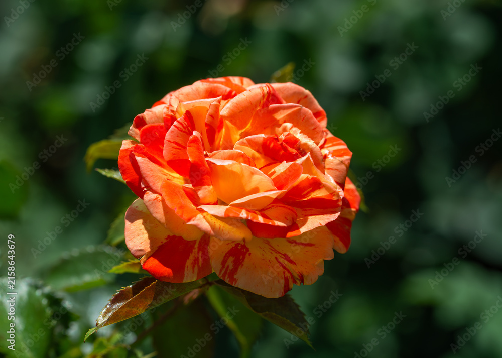 Obraz premium Beautiful roses have bloomed. Wonderful flowers that always delight the eye.
