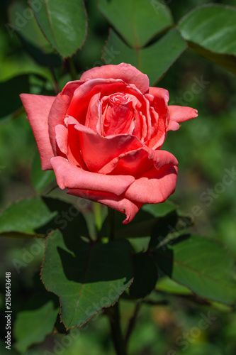 Beautiful pink roses have bloomed. Wonderful flowers that always delight the eye.
