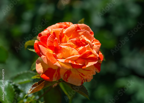 Beautiful roses have bloomed. Wonderful flowers that always delight the eye.