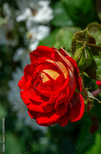 Beautiful red roses have bloomed. Wonderful fragrant flowers that are always pleasing to the eye.
