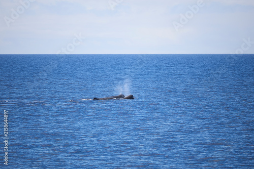 Fotografie Two sperm whales resting and blowing water mist at sea surface under open sky