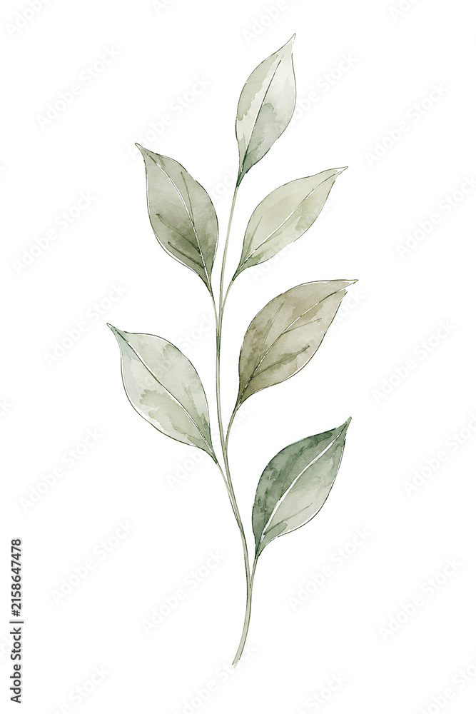 Fototapeta premium green leaves isolated on white background