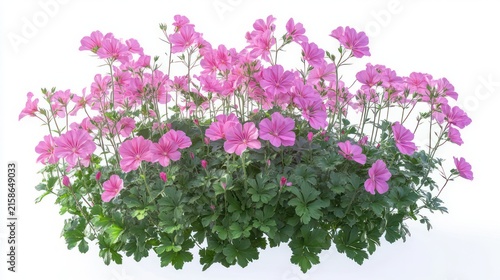 Cluster of pink garden flowers with lush green foliage and upright stems on a clean white background, cheerful delicate and fresh