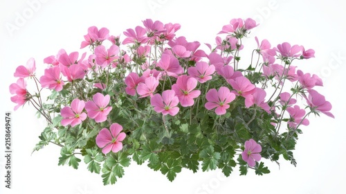 cheerful cluster of delicate pink geranium flowers with green lobed leaves and stems isolated on a clean white background