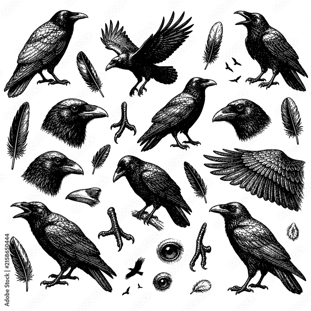 Naklejka premium Vintage Engraved Raven and Crow Illustration Set