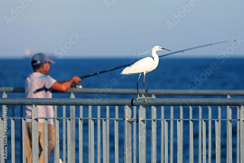 The little egret with crest next to the fisherman. The little egret (Egretta garzetta) is a species of small heron in the family Ardeidae. It is a white bird with a slender black beak, long black legs
