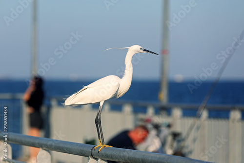 Принти на полотні The little egret with crest next to the fisherman