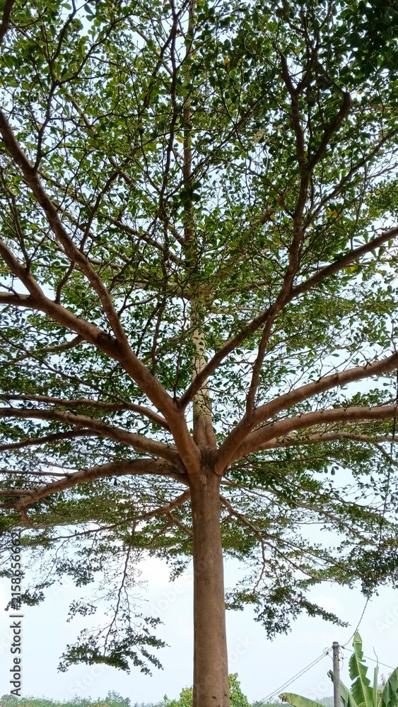 Fototapeta premium A low angle view captures the intricate branching structure of a large tree against a.