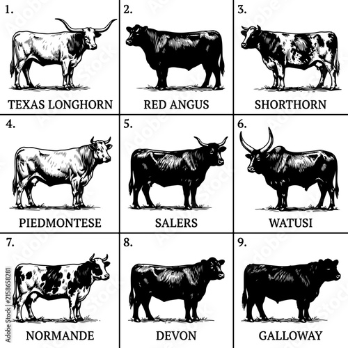 Set of different cow and cattle breeds illustration
