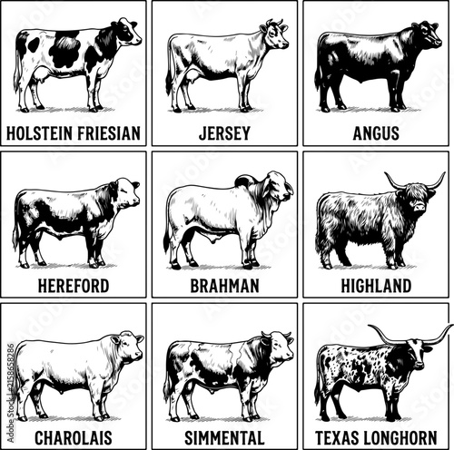 Set of different cow breeds in black and white illustration