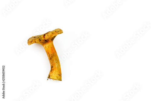 Single saffron milk cap mushroom side view isolated on white with copy space
