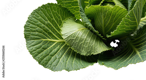 Detailed Cabbage Head with Green Leaves and Textured Surface on a Transparent Background