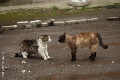 Portrait of cute street cats