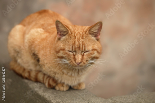 Portrait of cute street cats