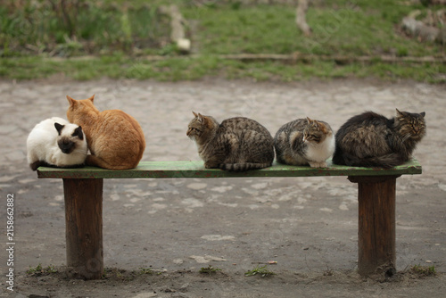 Portrait of cute street cats