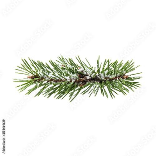 Snow covered pine branch isolated on black