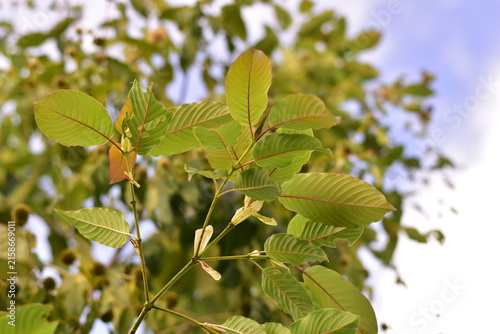 Kratom is scientifically known as Mitragyna speciosa (Korth.) Havil. kratom a drug from plant to a category in thailand. Nature green leaf background