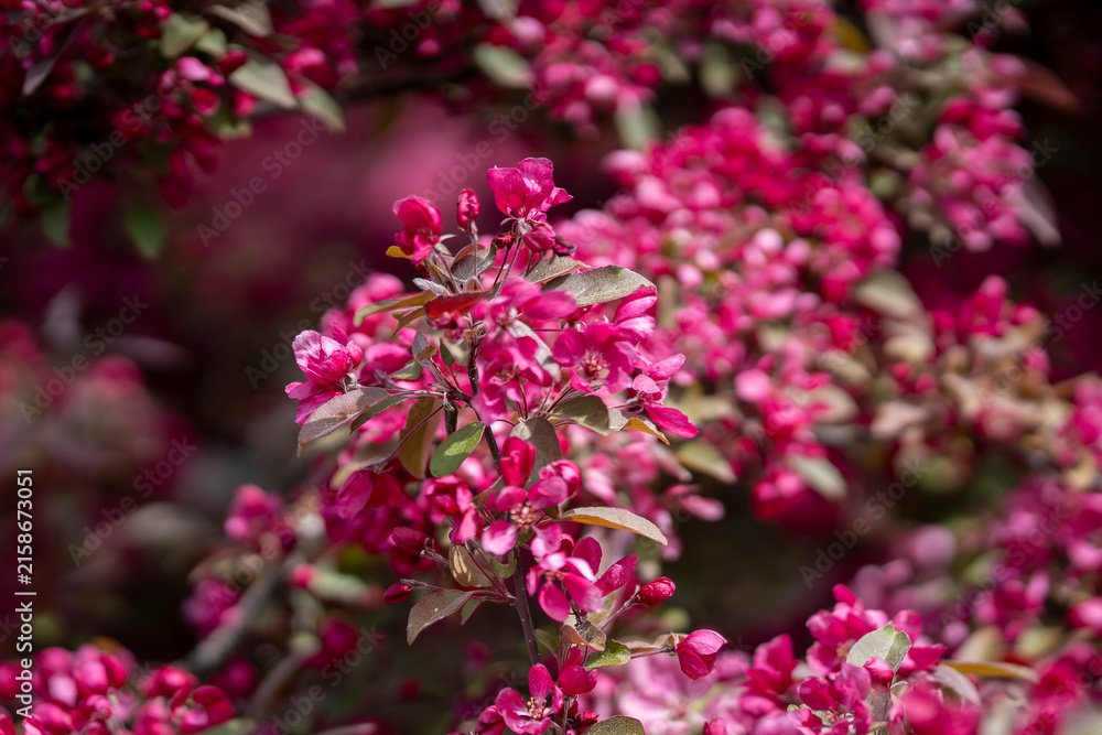 Fototapeta premium Malus spp., flowering crabapple, with deep-pink blossoms and buds arranged along a leafy branch, surrounded by softly blurred spring flowers. For a brief moment each spring, the branches of Malus.