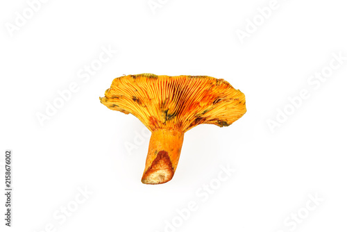 Saffron milk cap mushroom underside with visible gills isolated on white
