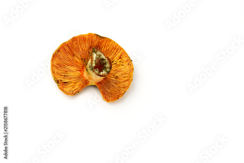 Saffron milk cap mushroom underside with radial gills isolated on white
