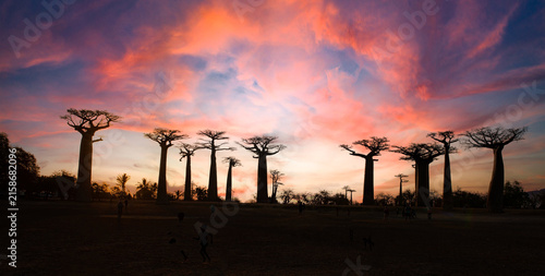 Foto The silhouette of Baobab Avenue as Sunset scene with Baobab trees in Morondava ,