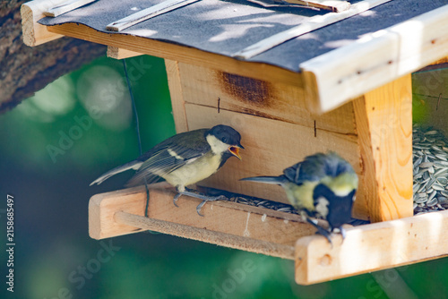 Bild auf Leinwand Great tits (Parus major) at a wooden bird feeder