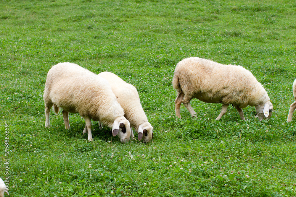 Obraz premium Jezersko–Solčava sheep (Ovis aries) grazing on a green field