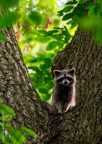 Waschbär