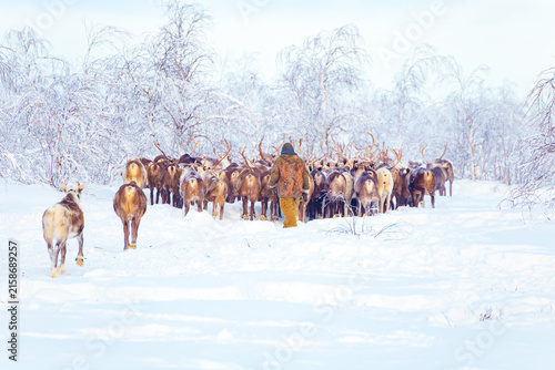 Фотография A herd of reindeer and a reindeer herder walk through a snowy forest