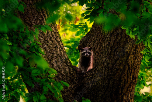 racoon
