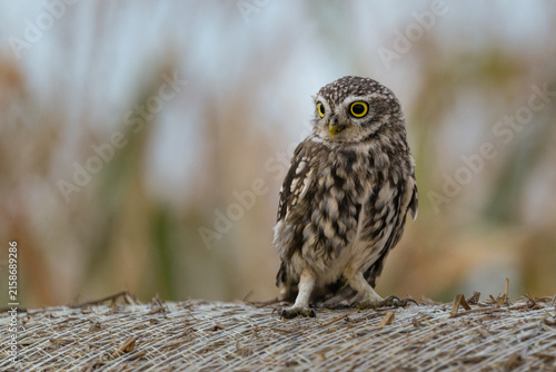 owl