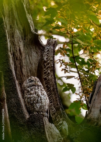 tawny owl
